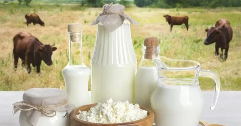 Buffalo Milk: A Nutrient-Rich Dairy Option Worth Considering